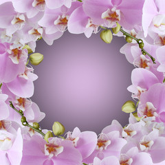 Fototapeta na wymiar Beautiful branch of lilac orchids. Isolated 