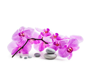 Fototapeta na wymiar Pink orchid flowers and spa stones