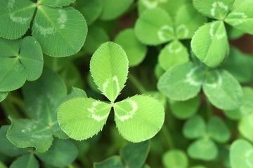 Fototapeta na wymiar Green leaf clover.