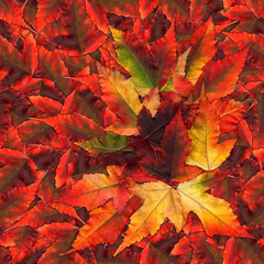 seamless background pattern texture made of maple leaves