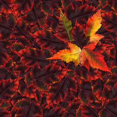 seamless background pattern texture made of maple leaves