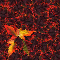 seamless background pattern texture made of maple leaves