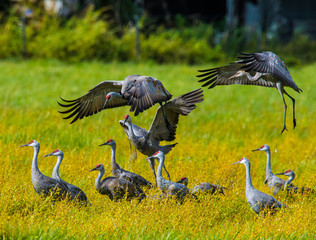 Sandhill Cranes dancing and frolicking in yellow flower fields