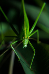 Stared with a green grasshopper with cassava leaves.