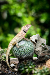 Yellow spiked small lizard sitting on a cactus and watching.