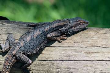 Bearded dragon lizzard