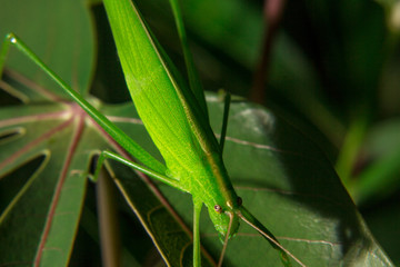 Mantis on a green leaf.