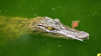 Freshwater crocodile, Siamese crocodile (Crocodylus siamensis)