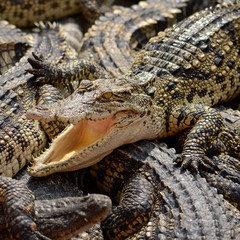 Freshwater crocodile, Siamese crocodile (Crocodylus siamensis)