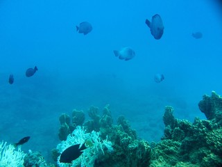 The world of The sea