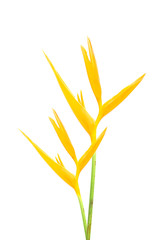 Heliconia : Golden Torch., Orange Torch.