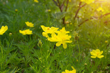 Obraz premium The Cosmos Flower