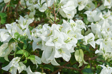 Bougainvillea flower.