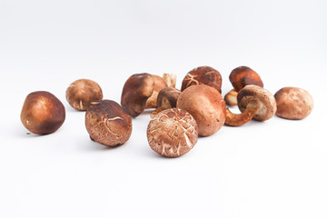 Shiitake mushroom