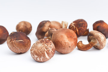Shiitake mushroom