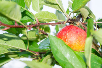 Red apples on the tree
