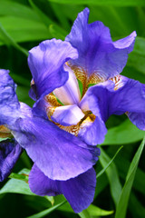 blue iris