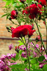 Fototapeta premium roses in the sun