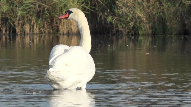 swan  preening feathers  in the lake