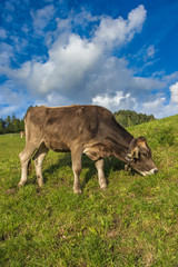 Brown cow in an Alpine meadow