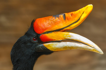 Rhinoceros hornbill,bird,animal, wildlife,zoo.