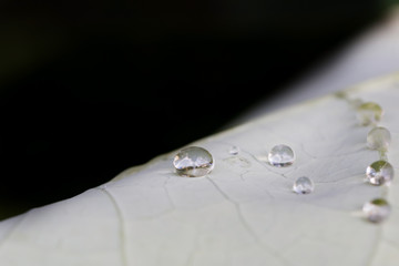 Leaf with water droplets