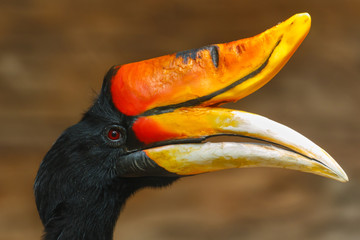 Rhinoceros hornbill,bird,animal, wildlife,zoo.