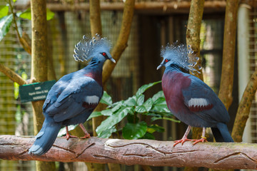 Bird,Victoria Crowned Pigeon - Goura victoria