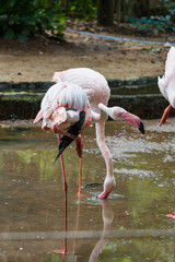 Flamingo,flamingoes.