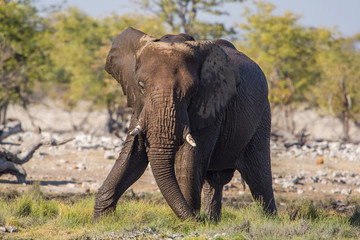 Fototapeta na wymiar African elephant (Loxodonta africana), Etosha National Park, Namibia