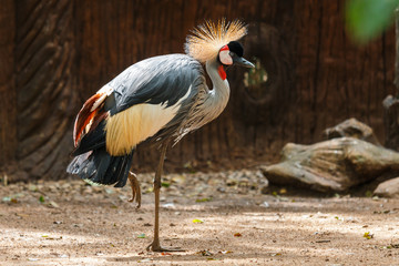 Bird,Grey crowned crane(Balearica regulorum)