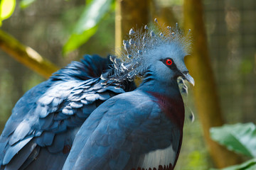Bird,Victoria Crowned Pigeon - Goura victoria