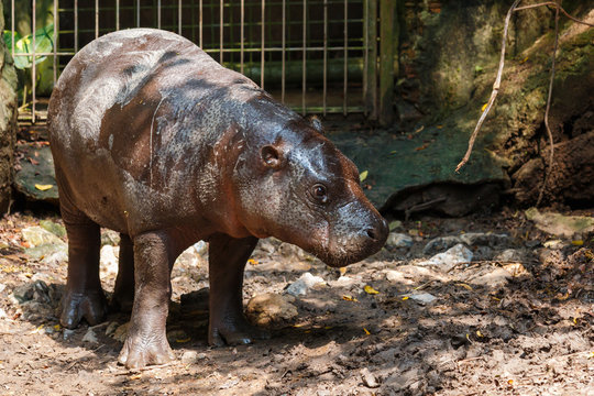 Pygmy hippopotamus,Pygmy hippopotamus of zoo Thailand.