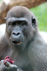 TIERE_2097_Affe_Gorilla