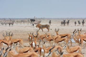 Löwe (panthera leo) auf Beutefang im Etosha Nationalpark