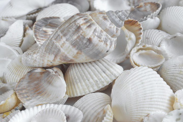 Sea shells on white