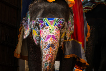 Painted elephant in Jaipur, India