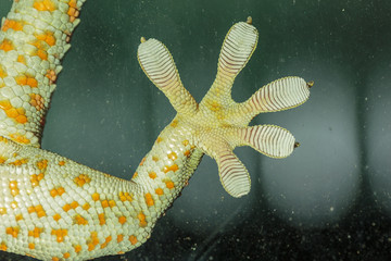 Fingers of Gecko on glass - vacuum feed macro - WALL STICKER