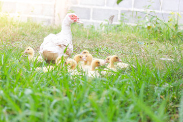 duck
