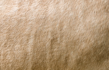 Surface fur cream horse