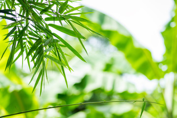 Bamboo green leaf blurred background