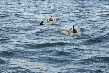 Fototapeta premium Dolphins swimming in the ocean