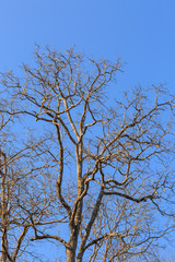 dry tree