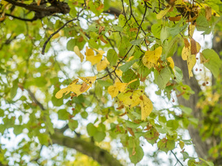 Leaves and tree in autumn