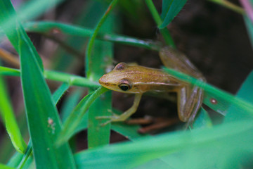 frog