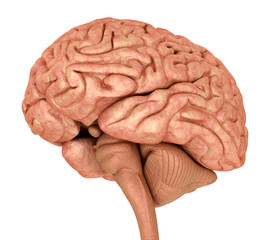 Human brain 3D model, isolated on white. Medically accurate 3D illustration