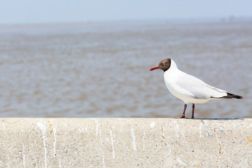 Seagull standing on a cement fence