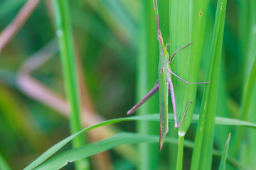 grasshopper