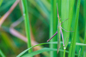 grasshopper