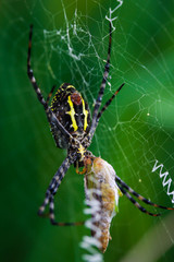 spider
